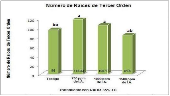 Raíces de tercer orden enraizadas por efecto de la aplicación de RADIX 35% TB, en Tithonia
diversifolia