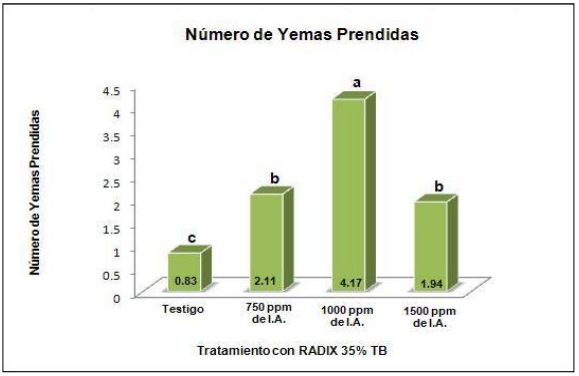 Número de yemas enraizadas por
efecto de la aplicación de RADIX 35% TB, en Tithonia diversifolia