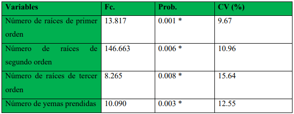 Análisis de varianza para las variables número de raíces de primer orden, número de raíces
de segundo orden, número de raíces de tercer orden y número de yemas prendidas
(brotes) por efecto del enraizador RADIX/AIB 35% TB