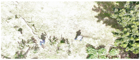 Foto a 25 metros de altura sobre los investigadores