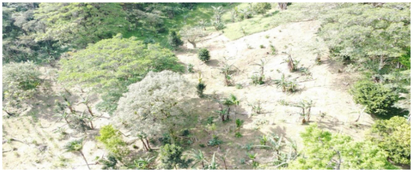 Impacto de la deforestaci&oacute;n