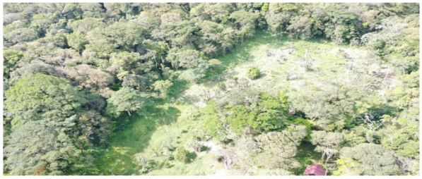 Foto de la desforestaci&oacute;n en el medio del bosque