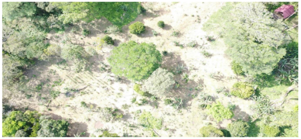 El aprovechamiento del &aacute;rea deforestada