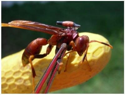 Se aseguró que el chip fuera igual al 1% de la masa promedio corporal de una avispa para garantizar que éstas pudiesen volar correctamente. Foto cortesía: Dr.
Thibault Lengronne