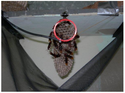 En la entrada de cada nido, se instaló una antena para rastrear las avispas mediante identificación por
radiofrecuencia. Foto cortesía: Dr. Thibault Lengronne