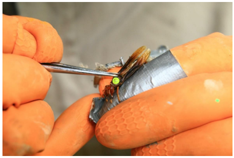 La asignación de números a las etiquetas, permitió que cada individuo fuese distinguible, como una etiqueta con nombre. Foto cortesía: Dr.
Emily Bell