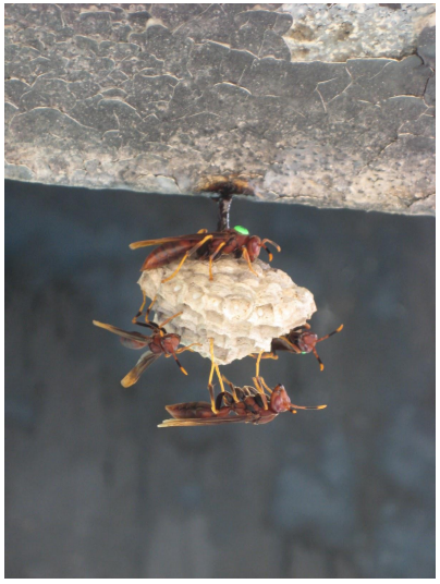 Después del etiquetado, las avispas fueron liberadas y devueltas a sus nidos con el fin de estudiar su comportamiento social en su entorno
natural. Foto cortesía: Dr. Emily Bell (2012)