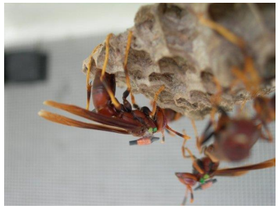 Técnica para rastrear el movimiento de cada avispa con un chip del tamaño de un grano de arroz pegado al tórax. Foto cortesía: Dr. Thibault
Lengronne