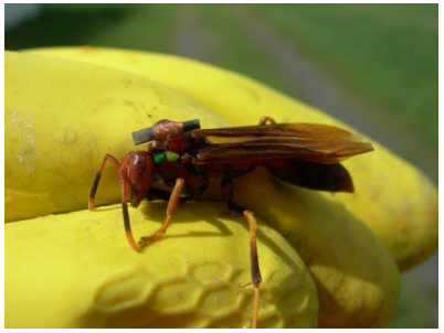 Dispositivo de identificación del tamaño de un grano de arroz adherido a la parte superior del tórax, o parte
central del cuerpo de las avispas. Foto cortesía: Dr. Thibault Lengronne