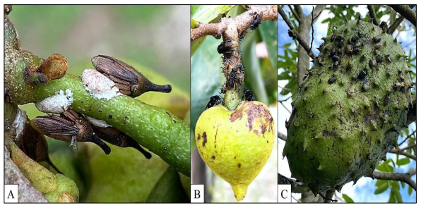 Insectos en guan&aacute;bana, Panam&aacute;: A) Adultos de G.
gracilicornis con posturas; B) Ninfas de 

G. gracilicornis con adultos de Trigona sp.; C) A. tripterus en fruto maduro