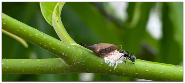 G. gracilicornis en mutualismo con Camponotus sp., en Polyalthia longifolia, Arraij&aacute;n