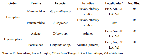 Potenciales insectos plaga de guan&aacute;bana encontrados en las localidades de estudio