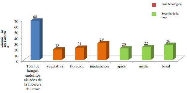 Prospección de hongos endófitos de la filósfera con las variables: etapa fenológica y sección de la hoja