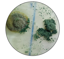 Trichoderma spp (color verde) colonizando al hongo P. oryzae
