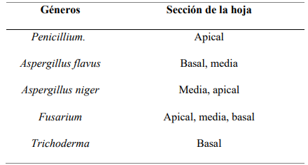Secciones de la hoja en las cuales se aislaron los géneros fúngicos con actividad antagónica positiva frente a P. oryzae