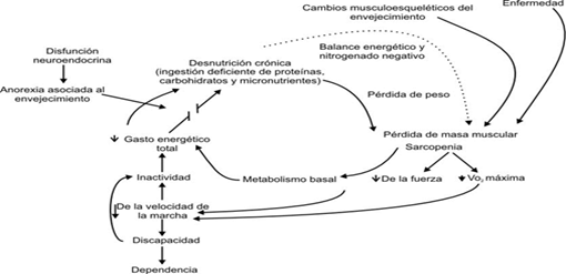 Ciclo de Fragilidad