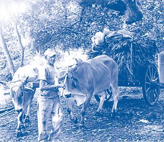 Vista de un campesino arriando su yunta de bueyes en la comunidad Los Cortes, municipio de Comasagua.