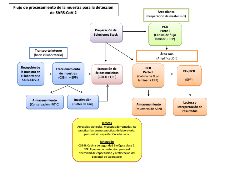 Flujo de trabajo, procesamiento de muestras para
detección de SARS-CoV-2.