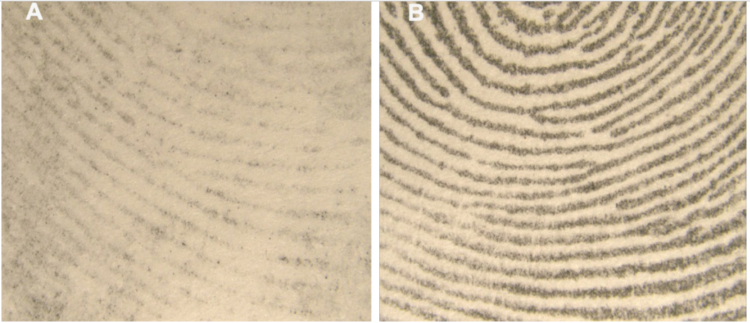 An&aacute;lisis microsc&oacute;pico con aumento de 14x (A) Elemento dubitado y (B) Elemento indubitado.