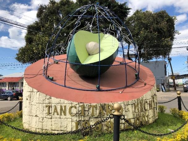 Aguacate de Tancítaro, Michoacán. Fotografía de Julio C. Castro S.