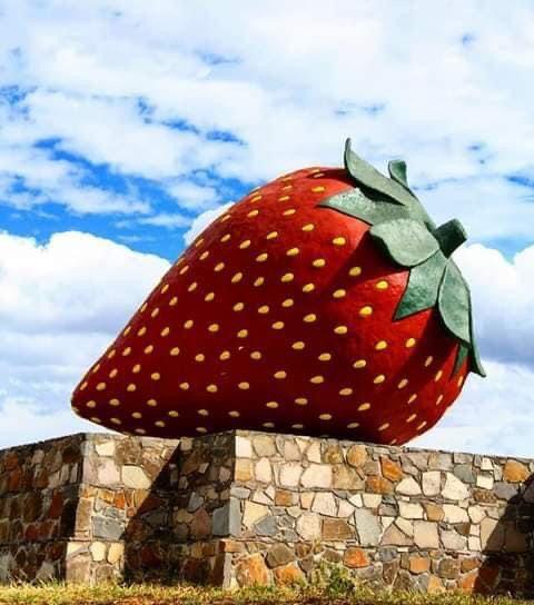 Fresa de Jacona, Michoacán. Facebook, Cultura de Michoacán