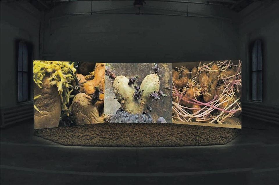 Agnès Varda, Patatutopia, 2003.
Videoinstalação de três telas (6:26 min., em loop), com 1.500 libras de batatas
no chão, 18 pés x 6 pés