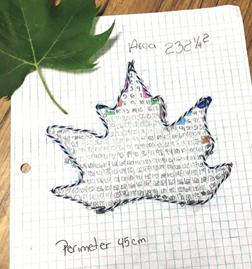 Brisa’s task, finding the area and perimeter of a maple leaf