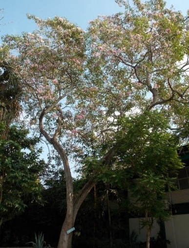 Valoración de la cantidad de floración o
fructificación en
T. rosea.