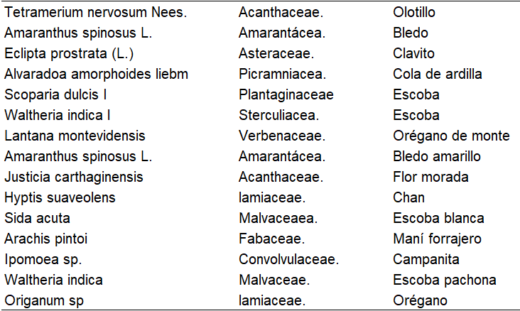 Especies de hierbas