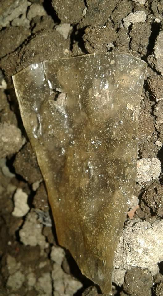 muestra de prototipo de almid&oacute;n termopl&aacute;stico de yuca sometido a medio
     de compostaje.