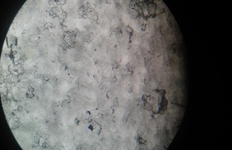 Estructura desordenada originada por la retrogradaci&oacute;n del material
     vista en el microscopio estereoscopio.