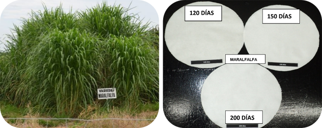 Comportamiento del pasto en etapa vegetativa (lado izquierdo)
y de la celulosa (lado derecho) de la Variedad Maralfalfa a los 120, 150 y 200
dds.