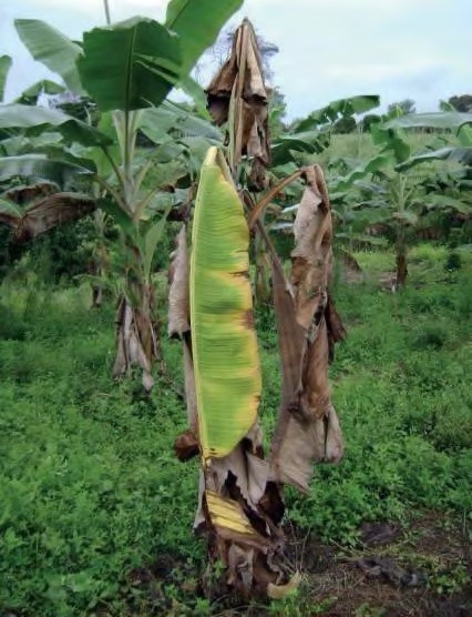 Planta joven de plátano afectada por Moko