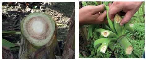 Síntomas de Moko en seudotallo (izquierda) y en fruto y raquis
(derecha)