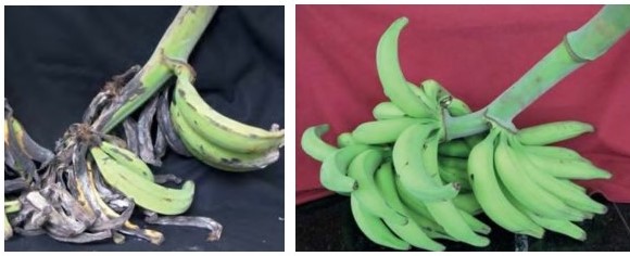 Síntomas de Moko en racimo de
plátano Dominico hartón afectado (izquierda), en comparación con uno sano
(derecha)