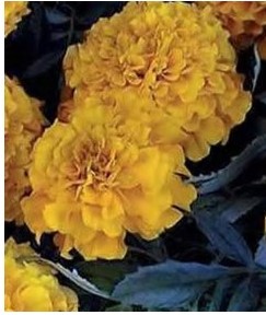 Flor de muerto (Tagetes patula)