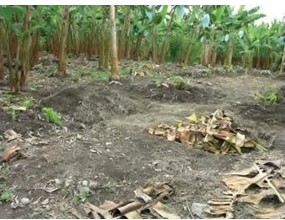 (foto cortesía de CIAT)