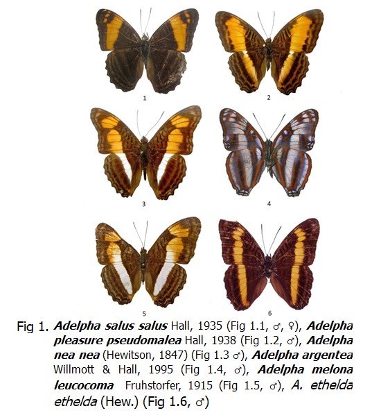 Fig. 1 