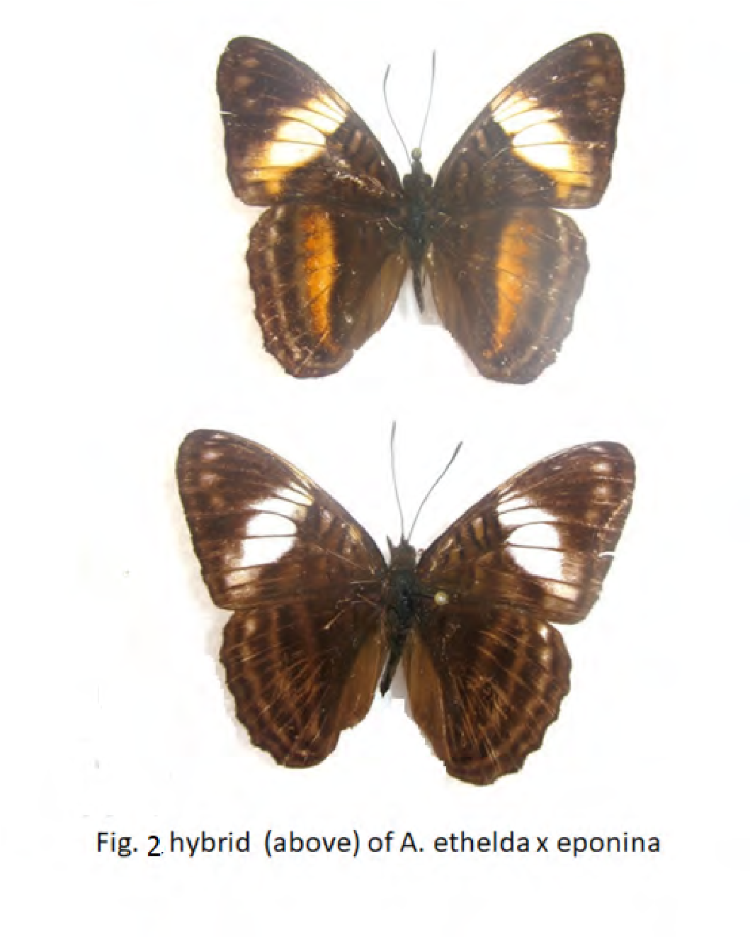 Fig. 2 hybrid (above) of A. ethelda x eponina               