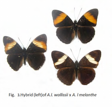 Fig. 3 Hybrid (left) of A.l wallissii x A. I melanthe                