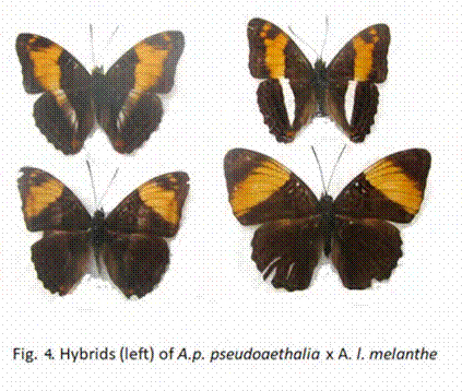 Fig. 4 Hybrids (left) of A.p pseudoaethalia x A.I melanthe