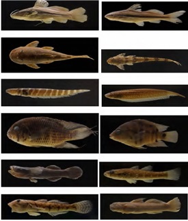 Algunas especies registradas en el río Dagua y quebradas
tributarias, dentro del CCAMD. a) Rhamdia
guatemalensis.; b) Pimelodella
eutaenia.; c) Chaetostoma cf. marginatum.; d) Rineloricaria jubata.; d) Gymnotus
henni.; e) Brachyhypopomus
occidentalis.; f) Andinoacara cf.
biseriatus.; g) Mesoheros atromaculatus.; h) Eleotris
picta.; i) Gobiomorus maculatus.;
j) Awaous trasandeanus.; k) Sicydium hildebrandi. Fotos: G. C.
Sánchez-Garcés