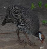 Numida meleagris (Costa, 2013) 