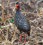 Red-necked Francolin (Francolinus afer) (Hesse, 2011)