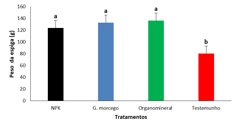 Peso das espigas (g), em função da aplicação de fertilizantes
orgânicos, minerais e organominerais. NPK: adubo mineral (12-24-12); G.
morcego: adubo orgânico (guano de morcego); Organomineral: adubo organomineral
(NPK + guano de morcego); Testemunho (plantas isentas de adubação). As barras
de erro representam o erro padrão. Barras com letras iguais não apresentam
diferenças significativas no teste de Duncan teste (P> 0.05).