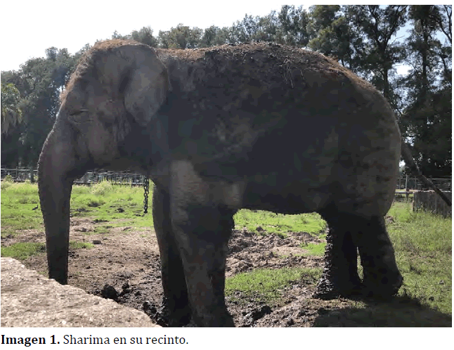 Sharima en su recinto