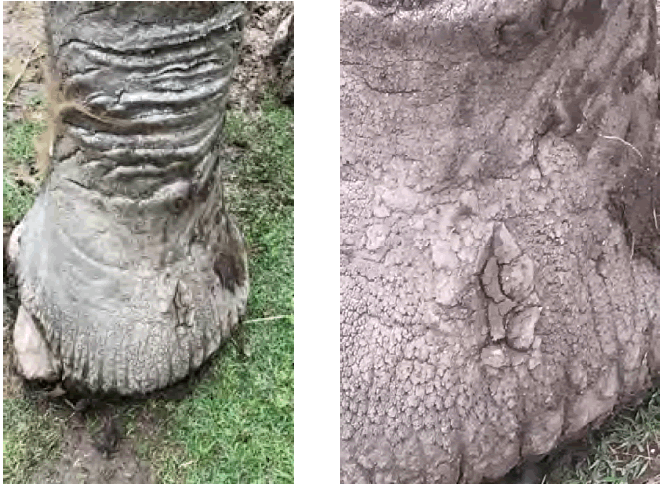 Evolución de la herida al día 45