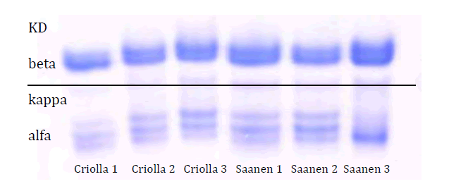 Perfil electroforético en gel de UREA-PAGE de leche de cabras criolla y 

Sannen, 30
días post parto