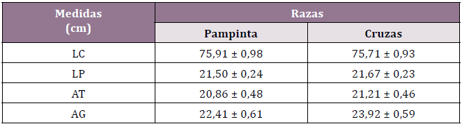 Efectos
de las razas sobre las medidas lineales (Promedios ± Desvío Estándar