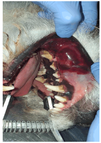 Foto
3. Labio
superior izquierdo edematización, hematoma y sangrado.
